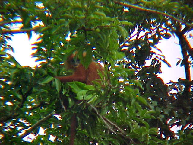 Maroon languor (Malaysia, The Travel Addicts)