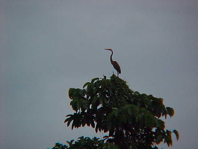 Heron (Malaysia, The Travel Addicts)