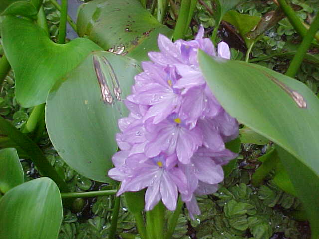 Water hyacinth in an Oxbow Lake (Malaysia, The Travel Addicts)