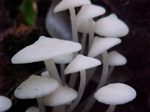 Luminescent shrooms (Malaysia, The Travel Addicts)