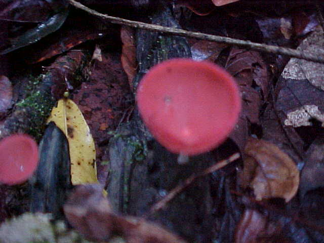 Cup shroom (Malaysia, The Travel Addicts)