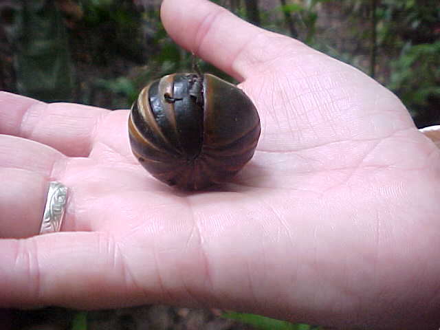 World's biggest doodlebug (Malaysia, The Travel Addicts)