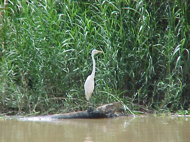 White heron (Malaysia, The Travel Addicts)