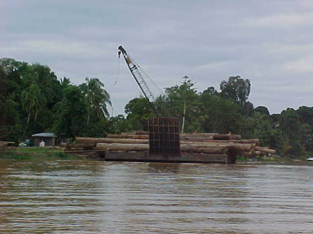 Logging the rainforest to plant oil palms (Malaysia, The Travel Addicts)