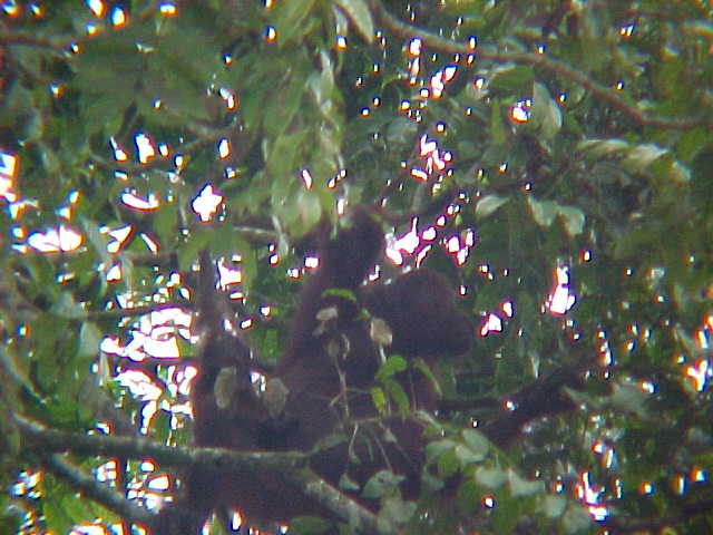 Wild orangutan (Malaysia, The Travel Addicts)