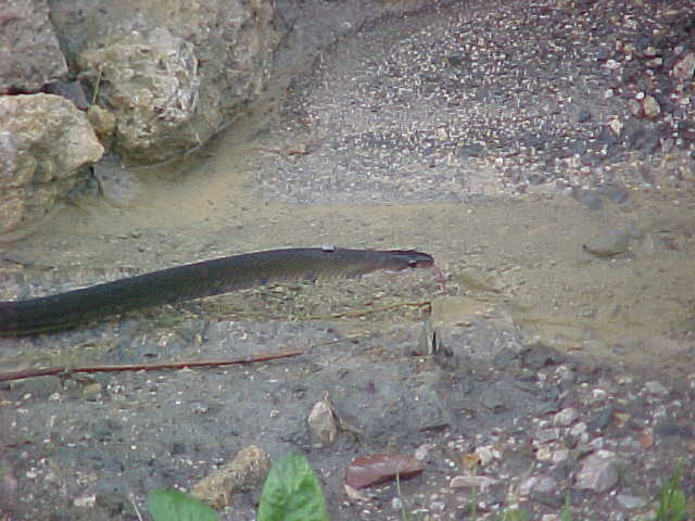 Spitting black cobra (Malaysia, The Travel Addicts)