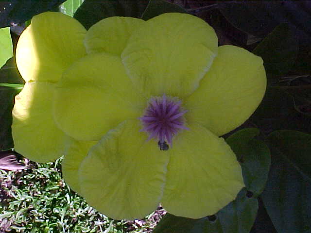 Magnolia flower (Malaysia, The Travel Addicts)