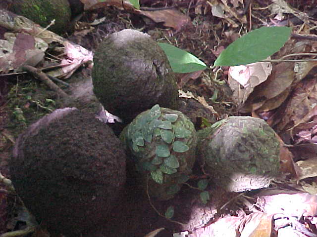 These are termite nests (Malaysia, The Travel Addicts)