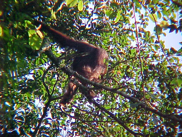 Wild orangutan (Malaysia, The Travel Addicts)