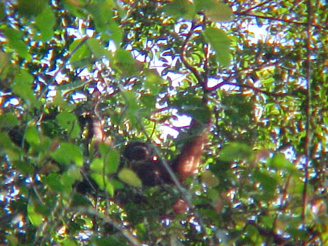 This guy was awesome.  We got up early the next day to see him wake up.  He stretched, waddled over to the edge of his nest, and took a whiz off the edge while standing on two feet and holding his "unit" with both hands as if he were writing his name.  While he was doing this, he let out an audible sigh of releif.  When he noticed us watching, he seemed embarrassed.   \ Watching that scene, it's not surprising to learn how closely we are related to "The Forest-Man" (which is what Orang-Utan means in Bahasa) (Malaysia, The Travel Addicts)