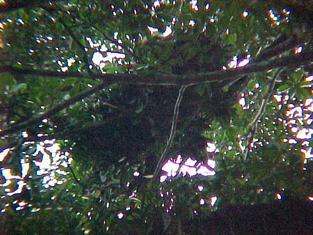 The orangutan's nest from below (Malaysia, The Travel Addicts)