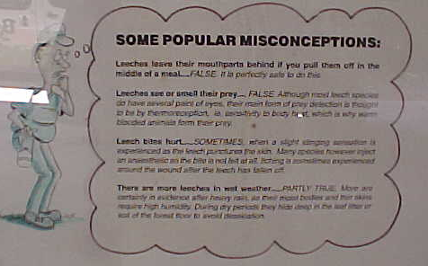 Some Popular Misconceptions: : Leeches leave their mouthparts behind if you pull them off in the middle of a meal - FALSE.  It is Perfectly OK to do this.Leeches scent or smell their prey - FALSE (can't read the explanation, but remember from the guide that they sense body heat).Leach Bites hurt - SOMETIMES (again cannot read image; but remember from the guide that some species saliva includes an anesthetic).There are more leeches in wet weather - PATRTLY TRUE More are certainly in evidence after a heavy rain. (cannot read the rest).