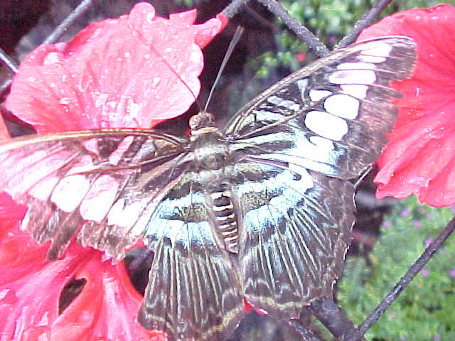 Glass Butterfly : It is alive folks! (Malaysia, The Travel Addicts)