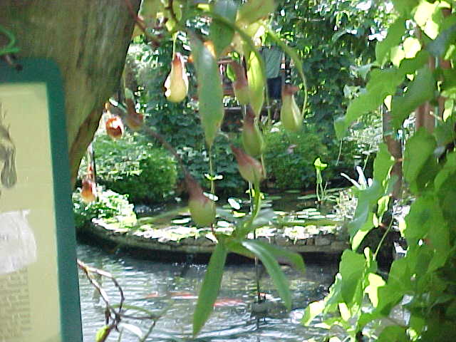 Pitcher plant : (Carniverous) (Malaysia, The Travel Addicts)