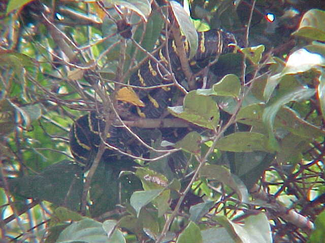 Yellow ring cat snake (Malaysia, The Travel Addicts)