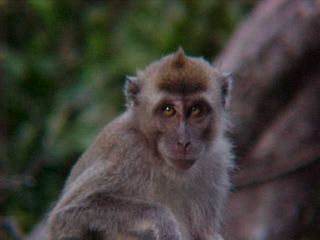 Another long tailed macaque (Malaysia, The Travel Addicts)