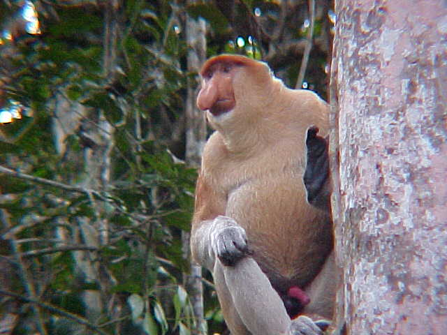 Boner shot : The guide called this a "Red Chili" - apparently male probiscus monkeys are always sexually ready (Malaysia, The Travel Addicts)