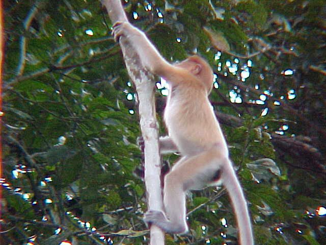 Female probiscus monkey (Malaysia, The Travel Addicts)