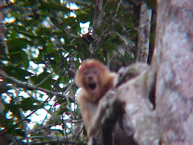 Screamer! : I got too close (Malaysia, The Travel Addicts)