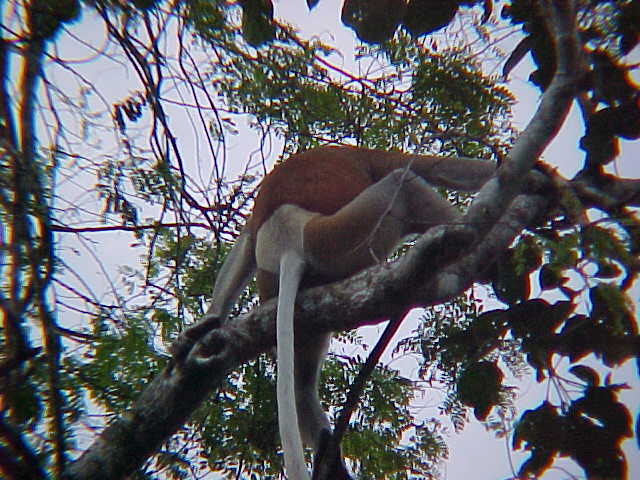 Male from behind : The males look like they are wearing diapers (Malaysia, The Travel Addicts)