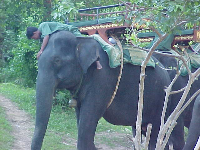 Elephant ride to hilltop :  (Cambodia, The Travel Addicts)