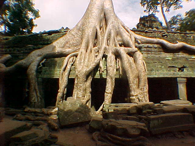 Balsa trees overgrowing Ta Phrom (Cambodia, The Travel Addicts)