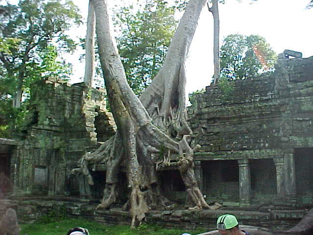 The jungle reclaims... (Cambodia, The Travel Addicts)