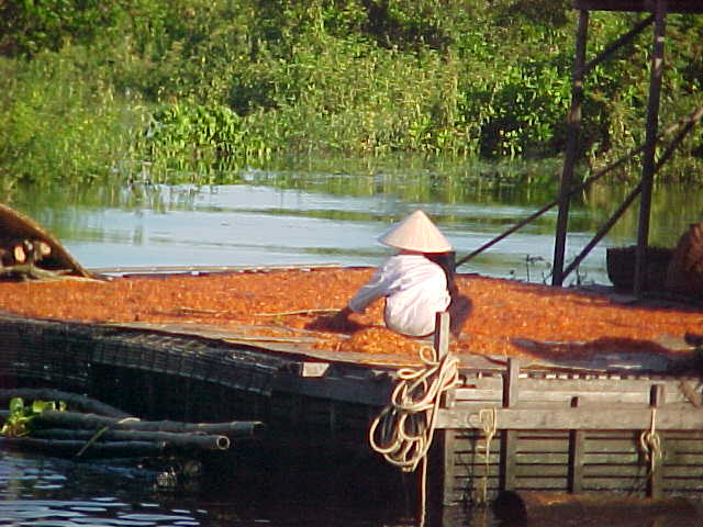 Sun dried chilis : In the rest of the third world you see peasants drying food (rice, coffee, etc) on roadbeds, as they are convienently flat and clear of vegetation.  Here there is no road, so a barge will do. (Cambodia, The Travel Addicts)