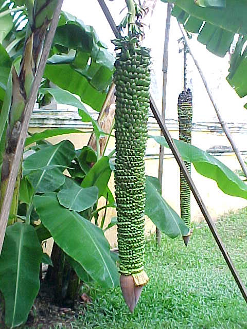 Bananas at the silver pagoda (Cambodia, The Travel Addicts)