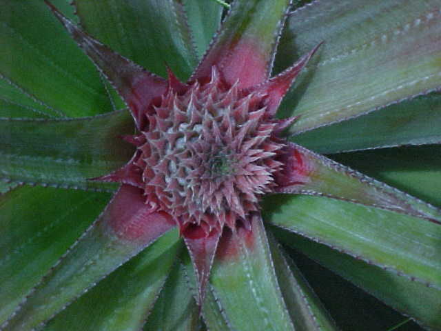 Pineapple bud (Vietnam, The Travel Addicts)