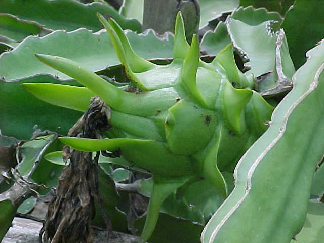 Immature dragon fruit (Vietnam, The Travel Addicts)