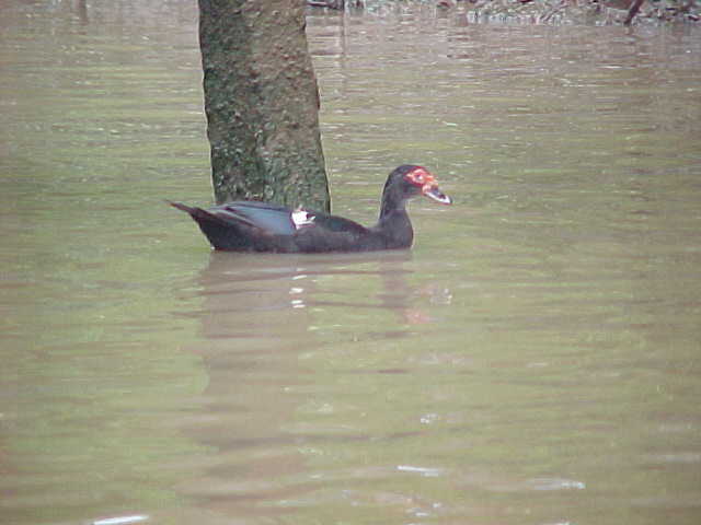 Duck with wierd eyes (Vietnam, The Travel Addicts)