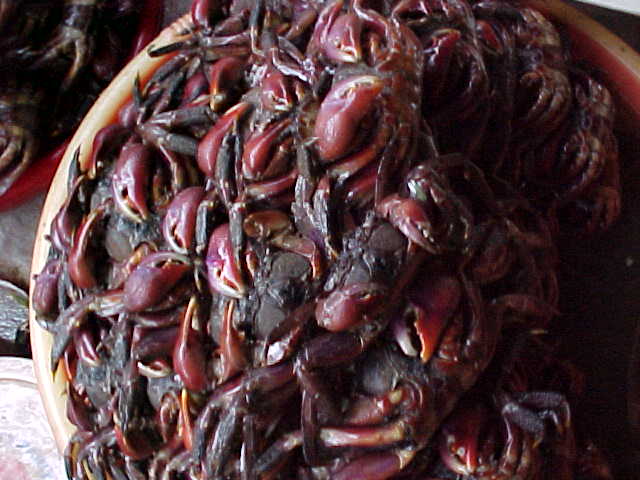 Live crab (Vietnam, The Travel Addicts)