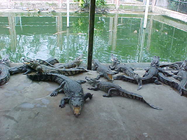 Crocs (Vietnam, The Travel Addicts)