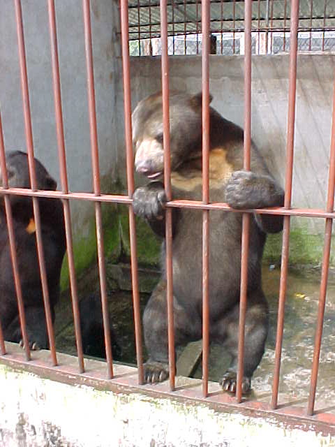 Sunbears : Destined for the gall blader market in China (Vietnam, The Travel Addicts)