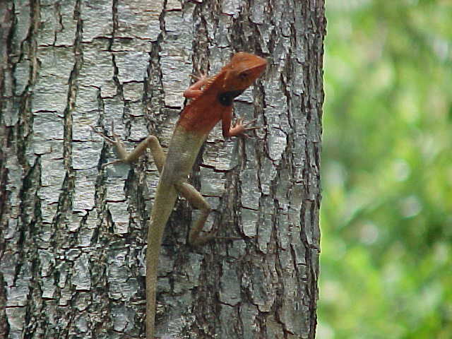 Colourful lizard (Vietnam, The Travel Addicts)