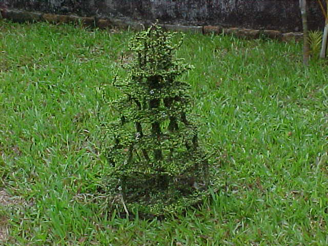 Tree sculpture :  (Vietnam, The Travel Addicts)