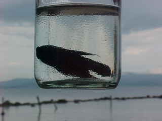 Siamese fighting fish being taken to a match in a jar :  (The Travel Addicts, Thailand)