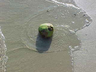 Coconut washed up on the beach (The Travel Addicts, Thailand)