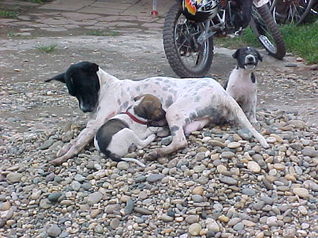 Nursing dog (Laos, The Travel Addicts)