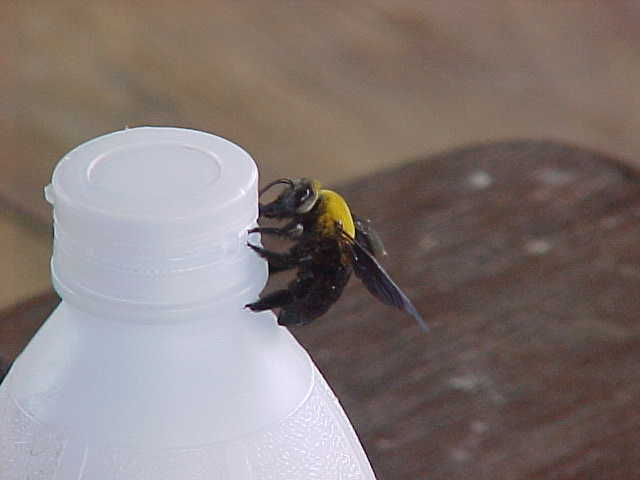 Bee at our bungalow (Laos, The Travel Addicts)