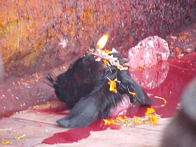 Sacrifice : 10 minutes before our guide had told us that the goats tethered here were sacred - this guy was somehow different and ended up as a sacrifice. (Nepal, The Travel Addicts)