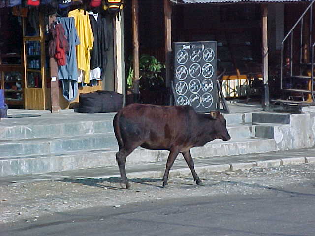 Holy Cow(s)! (Nepal, The Travel Addicts)