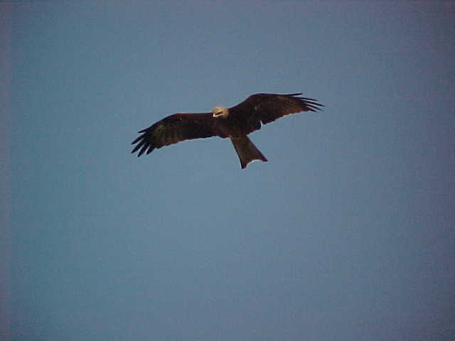 Eagle (Nepal, The Travel Addicts)