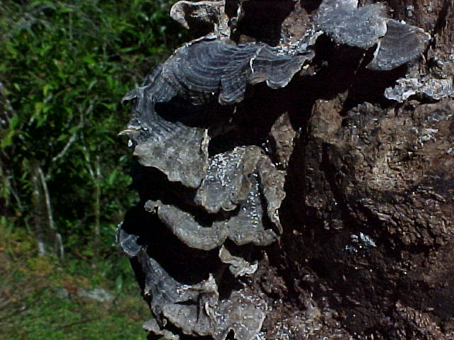 Fungi on the trail (Nepal, The Travel Addicts)