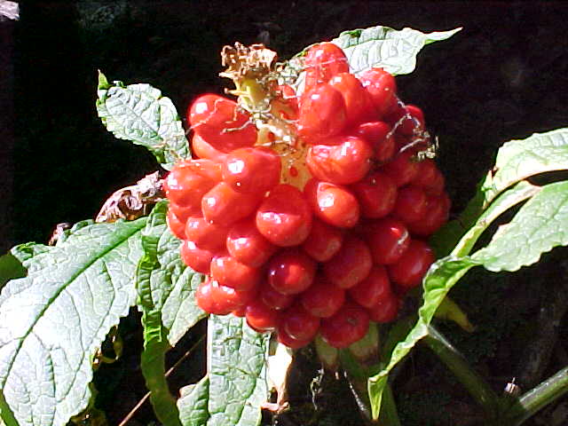 Red berries (Nepal, The Travel Addicts)