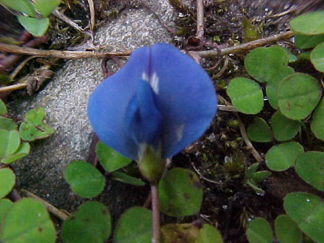 Flower for Helen (Nepal, The Travel Addicts)