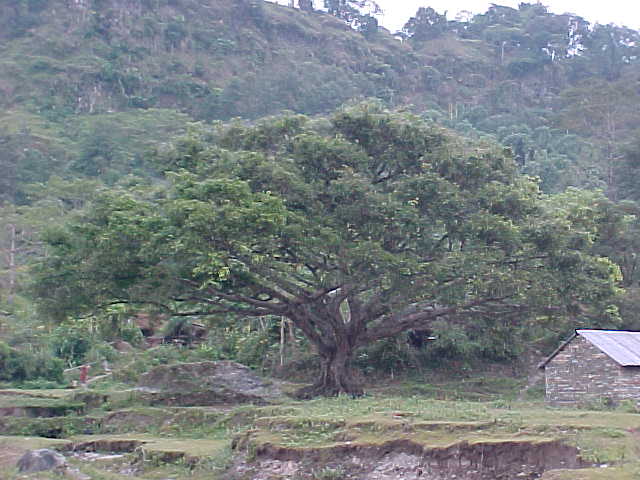 The Same Bugger (Nepal, The Travel Addicts)