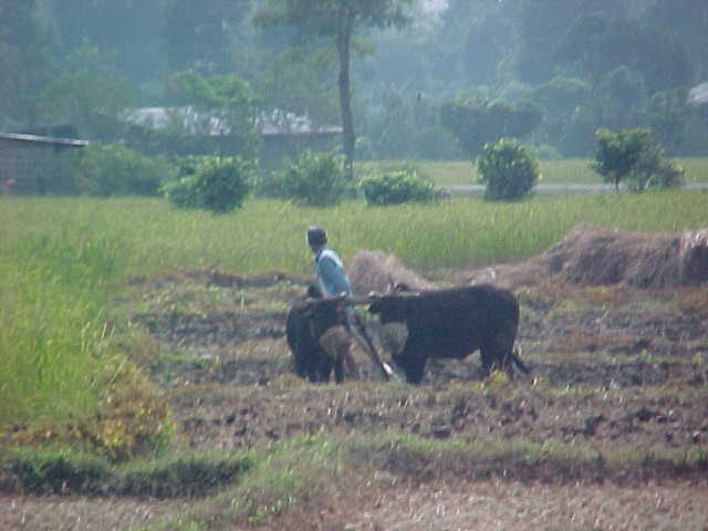 Buffalo at work (Nepal, The Travel Addicts)