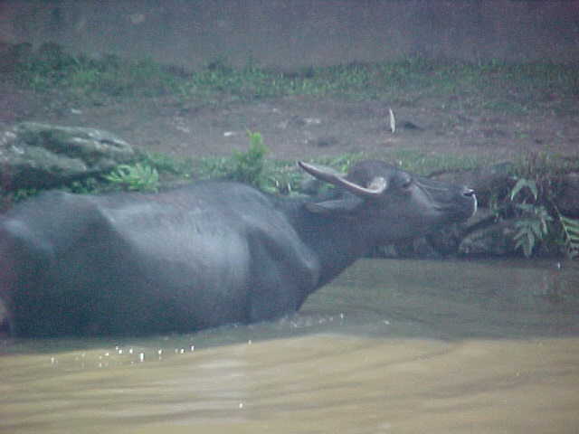 Buffalo wallow (Nepal, The Travel Addicts)